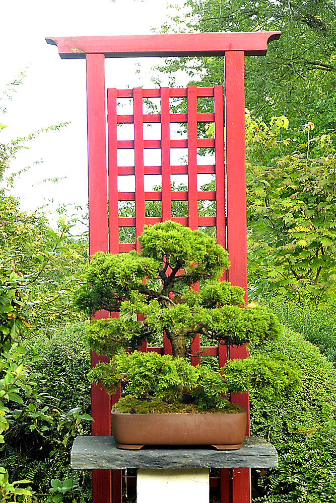Bonsai Chinese juniper at Moulin de la Lande in Brittany, France