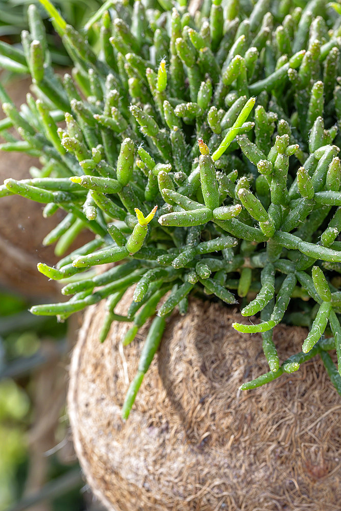 Mistletoe cactus (Rhipsalis burchellii) in coconut husk hanging pot (Kokodama)