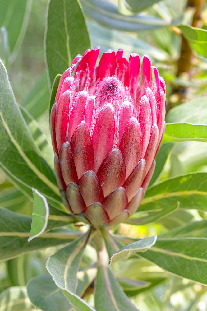Protea 'Pink Ice'