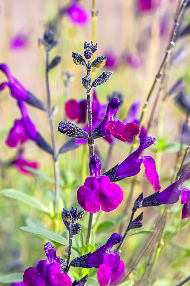 Jame Sage (Salvia x jamensis) 'Violette de Loire', autumn flowering