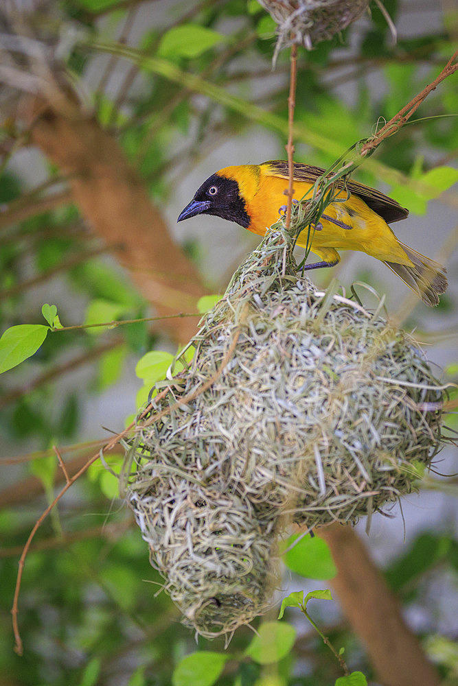 Male Lesser Masked Weaver (Ploceus intermedius) at the entrance to his nest, Namibia, Africa