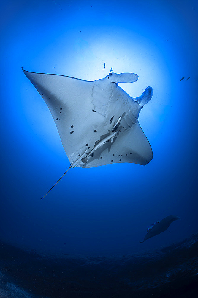 Reef manta ray (Mobula alfredi) appearing to fly in the deep blue of Mayotte's lagoon.