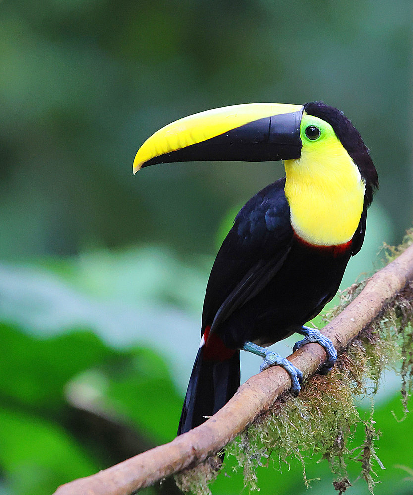 Choco Toucan (Ramphastos brevis) adult perched on a branch in the forest. Ecuador. South of America