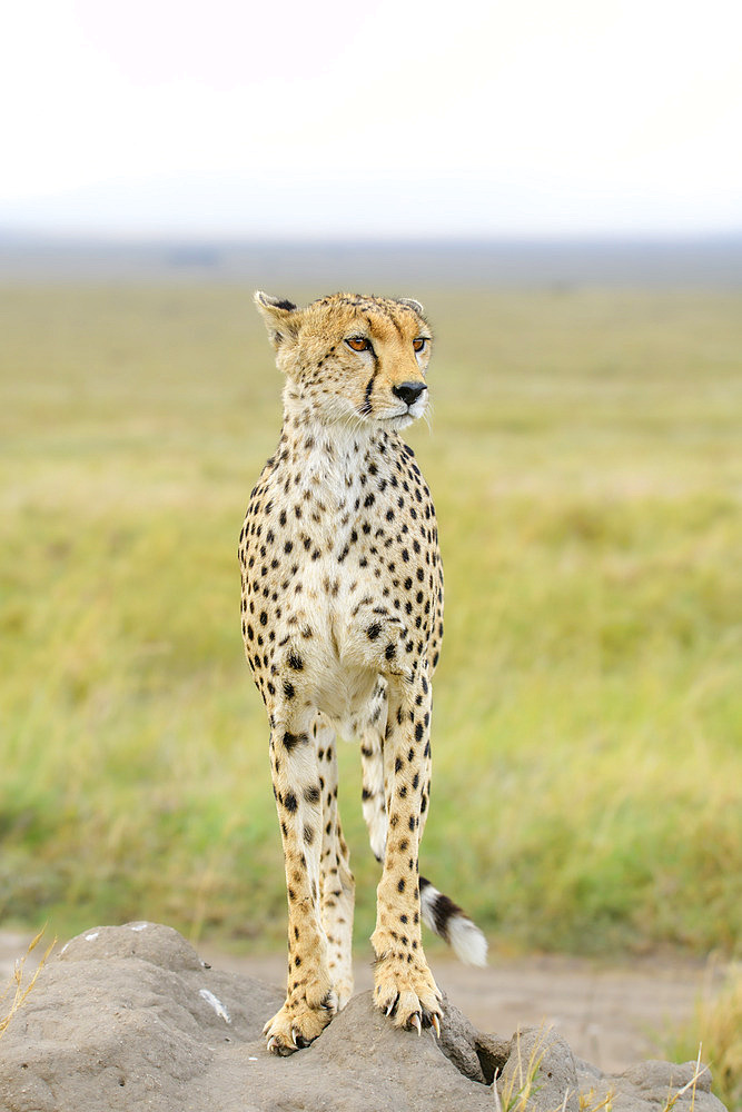 Cheetah (Acinonyx jubatus) standing facing forward on a termite mound in the Serengeti, Tanzania