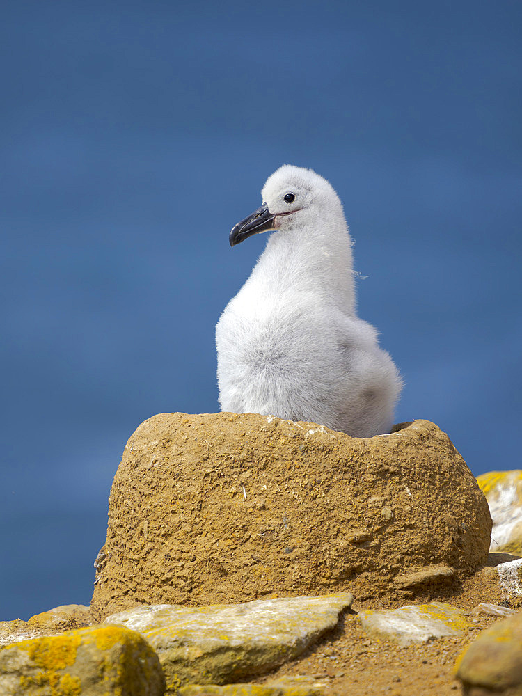 Chick on nest. Black-browed Albatross or Mollymauk (Thalassarche melanophris). South America, Falkland Islands, Saunders Island, summer