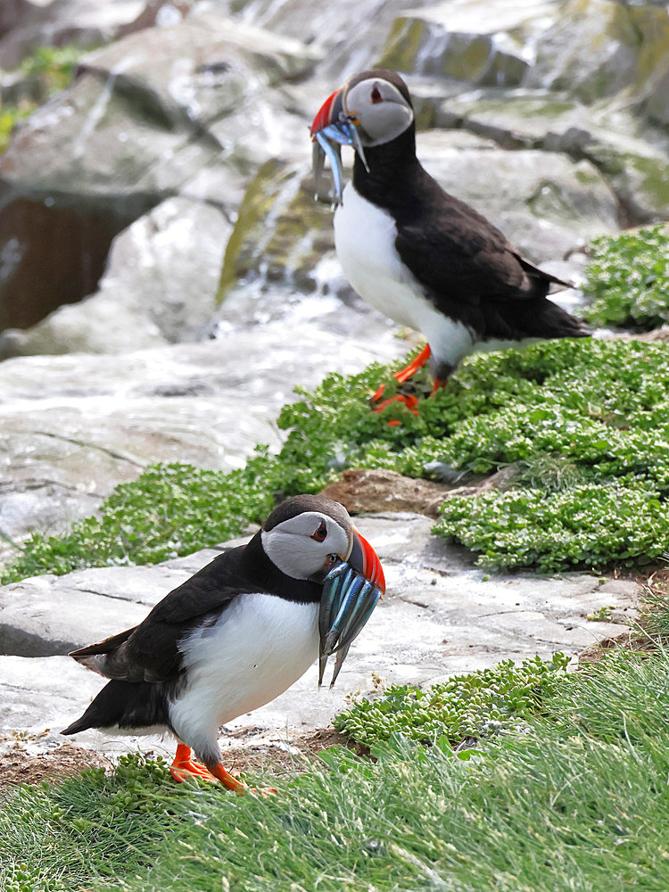 Atlantic puffins (Fratercula arctica) coming back the sea with sandeels in their beak. Farne Islands - England