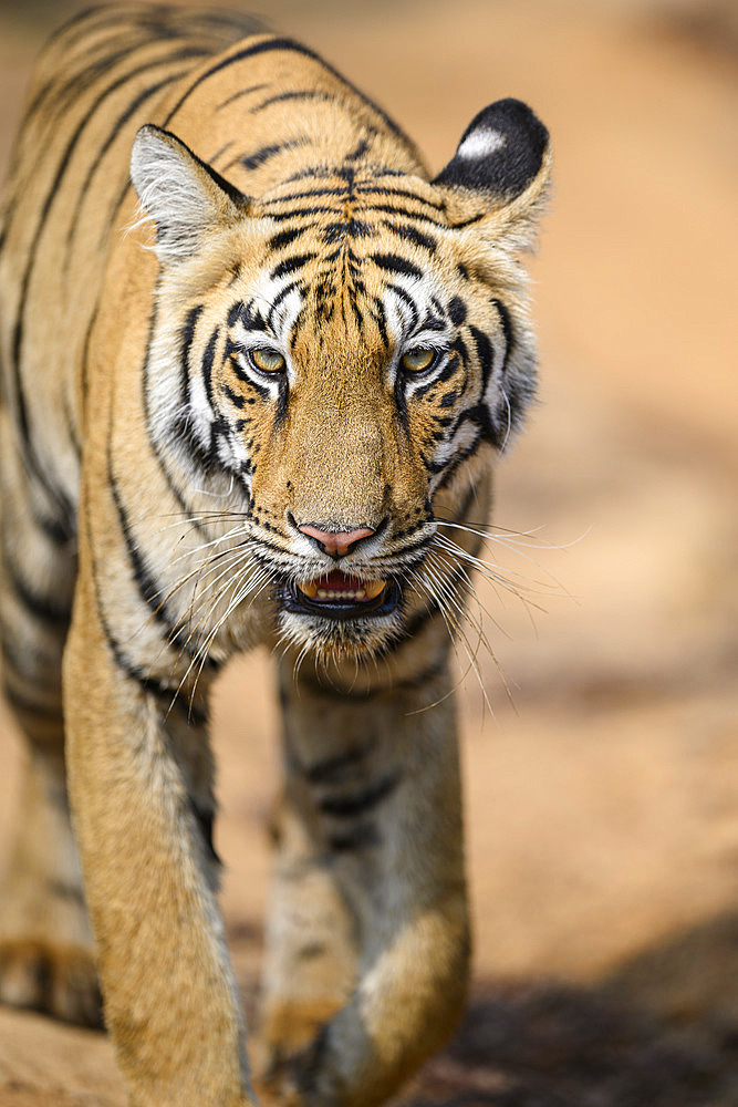 Young female Bengal tiger (Panthera tigris tigris) facing front in Tadoba, India