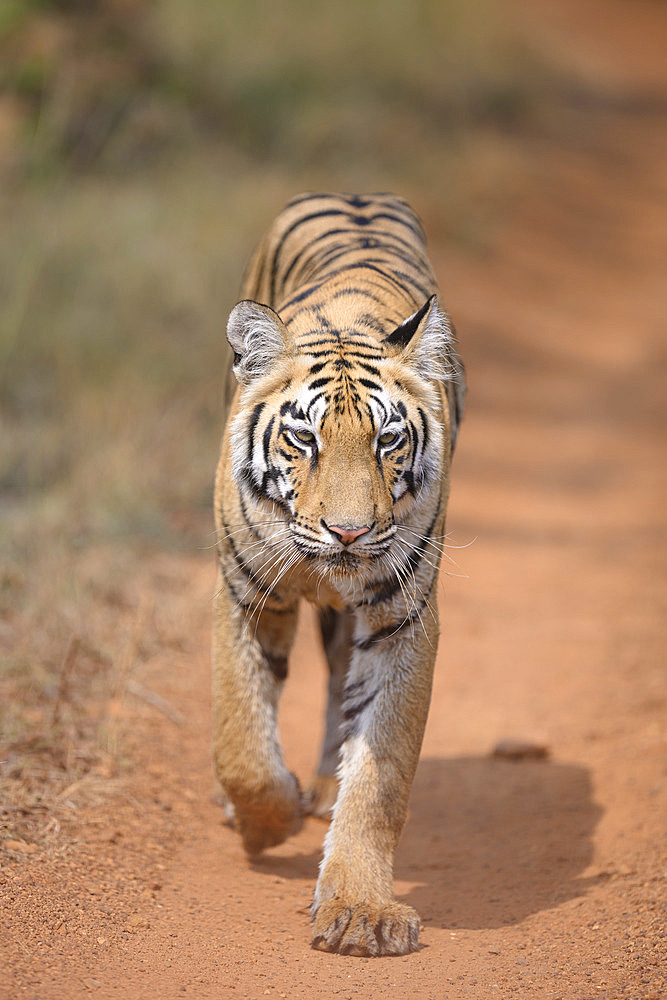 Young female Bengal tiger (Panthera tigris tigris) facing front in Tadoba, India