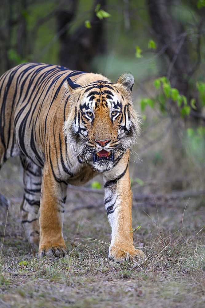 Male Bengal tiger (Panthera tigris tigris) walking in Tadoba, India