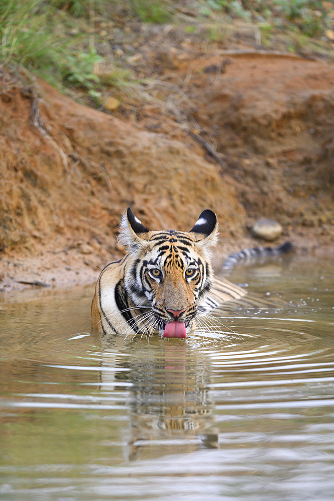 Femelle Bengal tiger (Panthera tigris tigris) drinking with its reflection in the water in Tadoba, India
