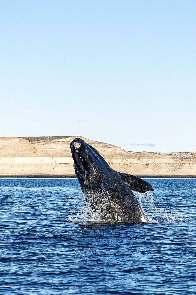 Southern Right Whale, (Eubalaena australis), breaching calf in the shallow protected waters of the Golfo Nuevo, Valdez Peninsula, UNESCO World Heritage site, Argentina.