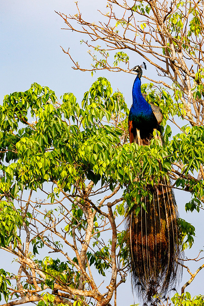 Blue Peacock (Pavo cristatus), perched on a tree, Kumana National Park, Sri Lanka, South Asia