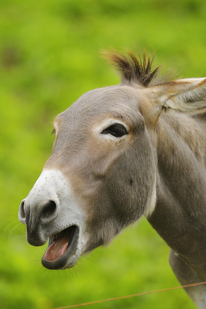 domesticated ass or donkey portrait donkey nickering snickering behaviour