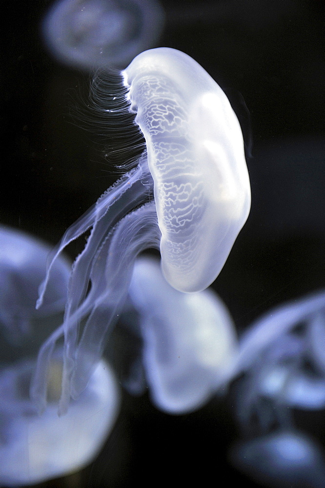 moon jellyfish or common jellyfish