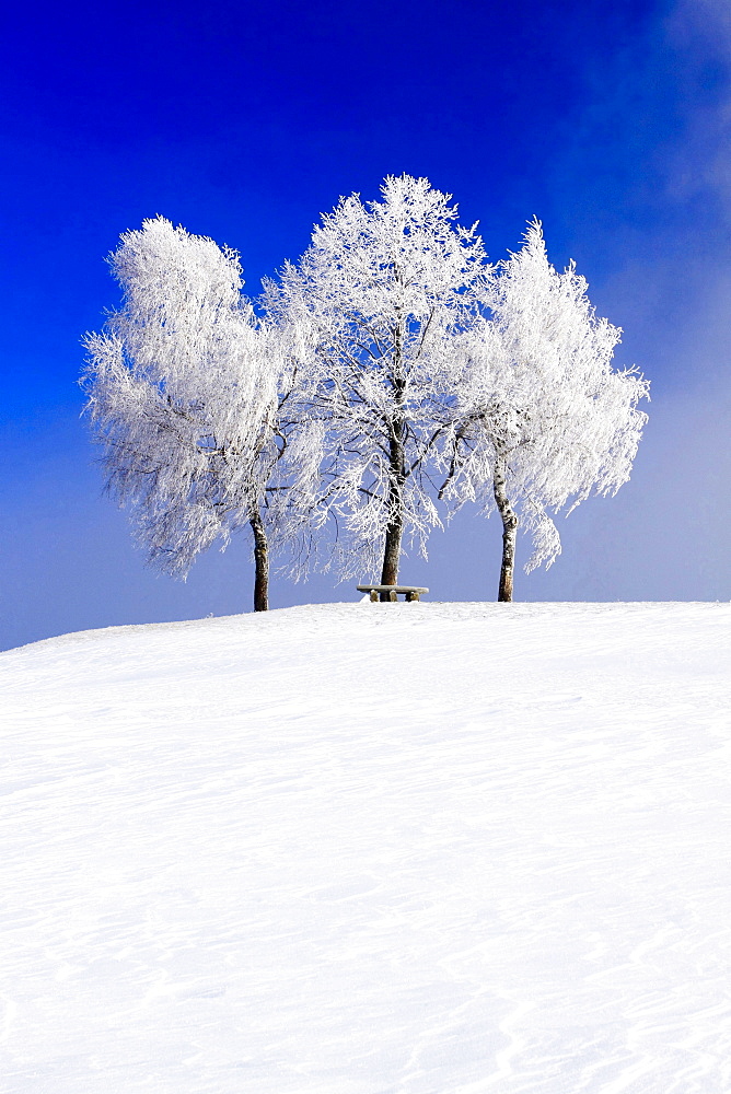 birch birch trees snow covered in winter landscape sun mood Switzerland