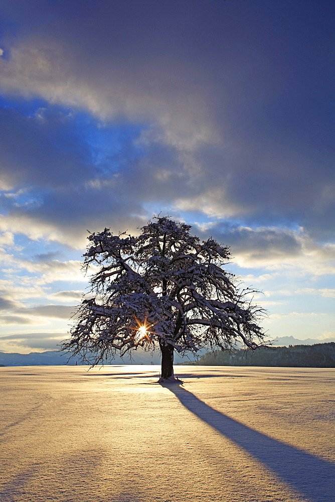 apple tree apple tree snow covered in winter landscape sunrise mood Switzerland