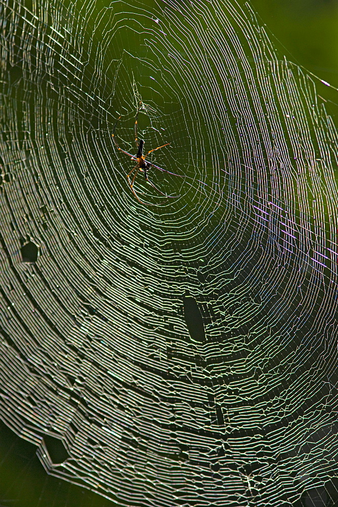 weaver spider female spider in web Christmas Island Indian Ocean Australian Territory