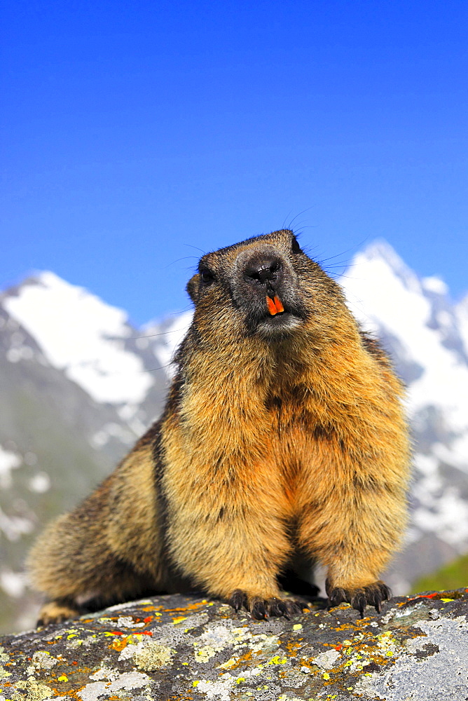 Alpine marmot