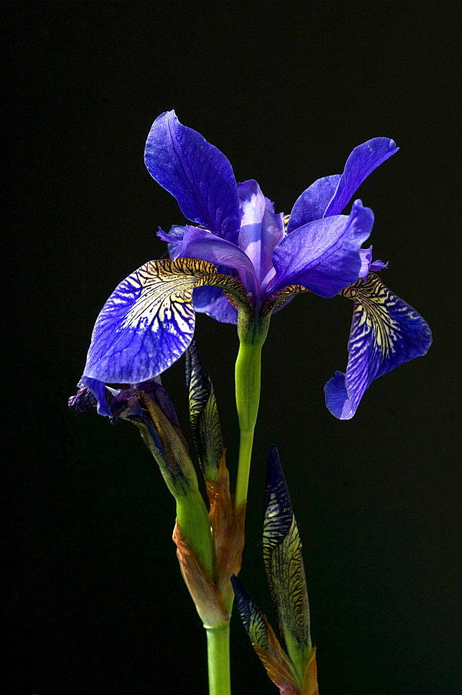 iris blooming