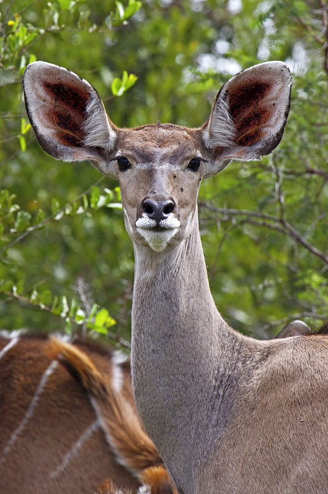 greater kudu female greater kudu standing head portrait