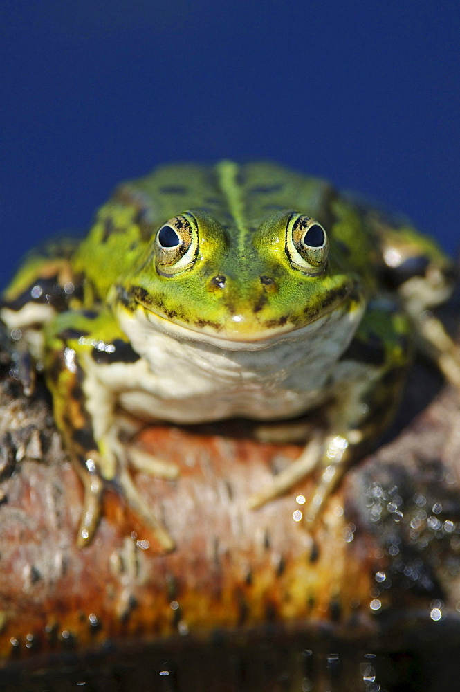 edible frog edible frog portrait close up view