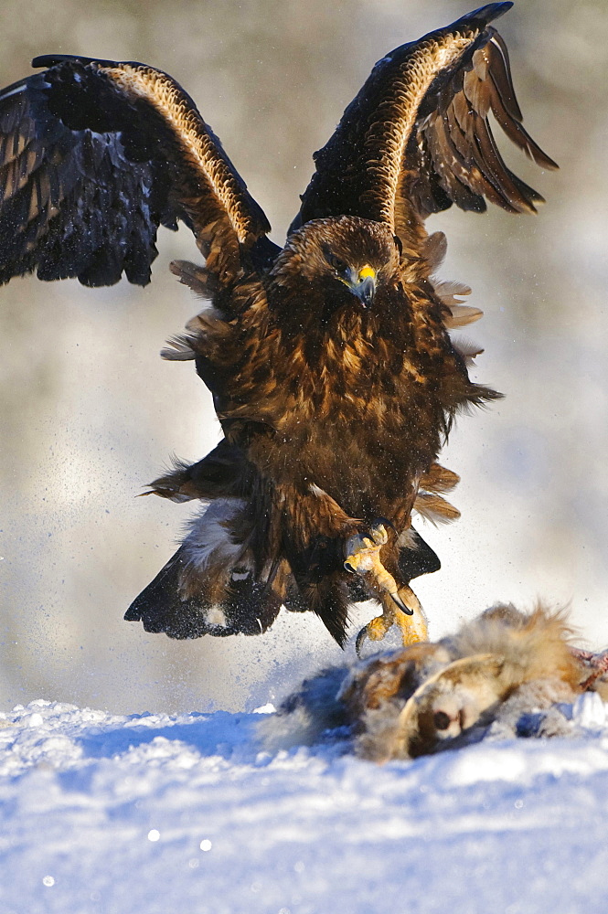 golden eagle golden eagle hunting prey in snow winter Norway