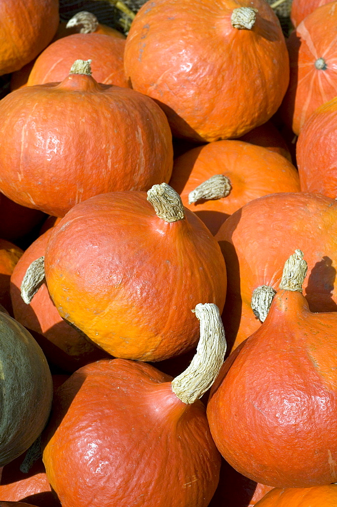 golden hubbard squash fruits