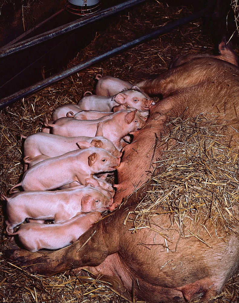 domestic pig sow nursing young in barn