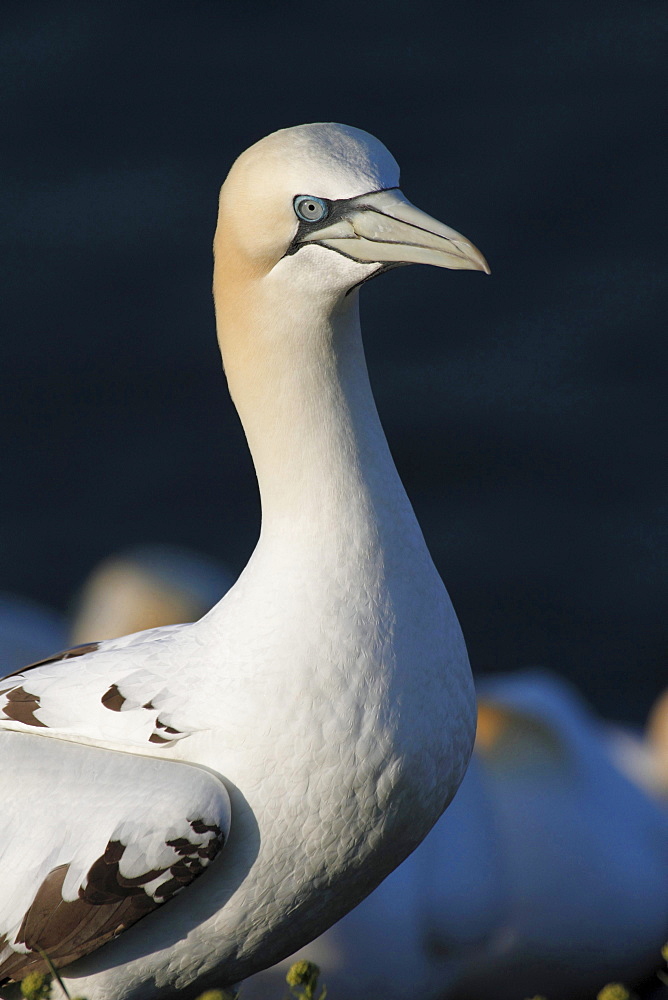 Northern gannet or booby Northern gannet standing on rock in morning light portrait Animals Helgoland North Sea Germany