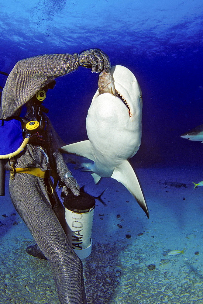 Caribbean grey reef shark diver in a full chain mail suit hand-feeding a reef shark off Freeport Bahamas underwater