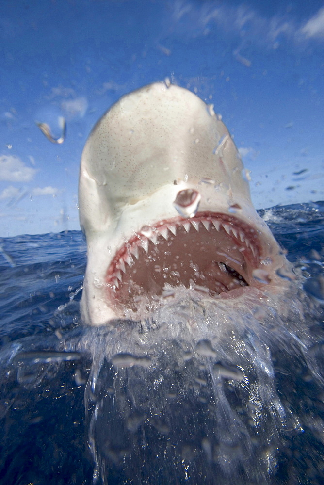 Galapagos shark portrait of shark with head above surface Hawaii