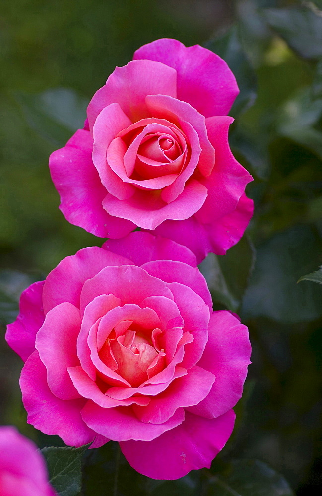 rose 'Audrey Wilcox' red blossoms rose garden Beutig Baden-Baden Baden-Wurttemberg Germany