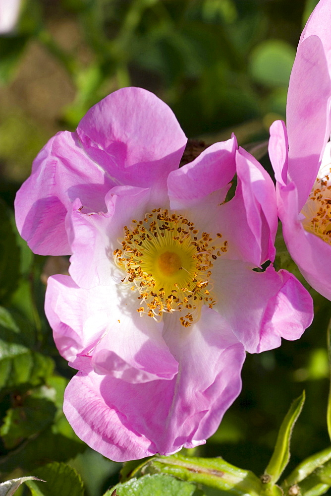 Rosa paulii 'Rosea' pink blossom rose garden Beutig Baden-Baden Baden-Wurttemberg Germany