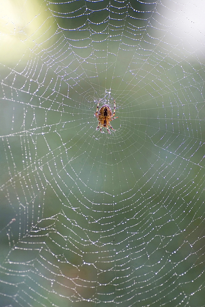 orb-weaver on spider web