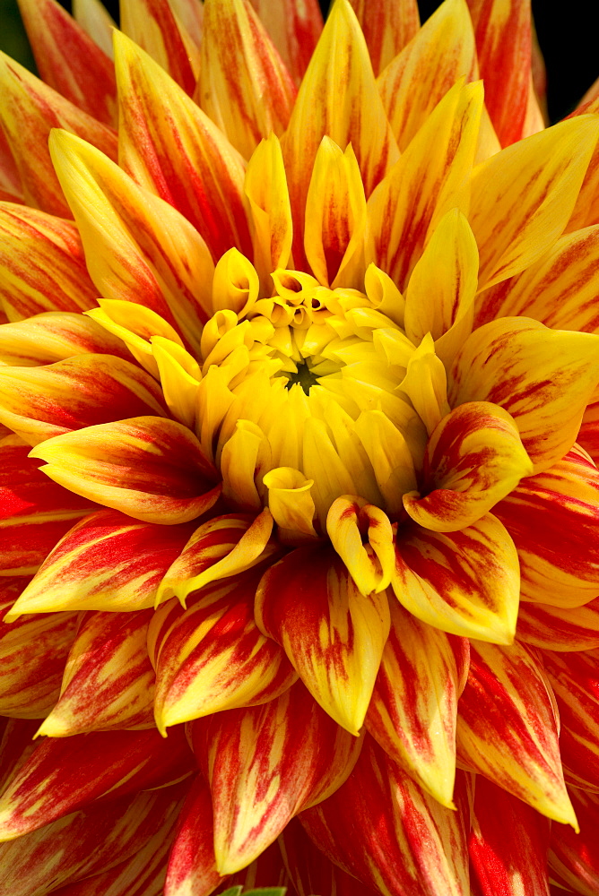 dahlia 'Explosion' detail of blossom Baden-Baden Germany