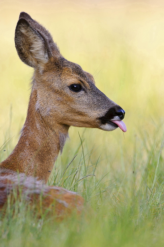 roe deer female young roe deer showing tongue lying in grass portrait