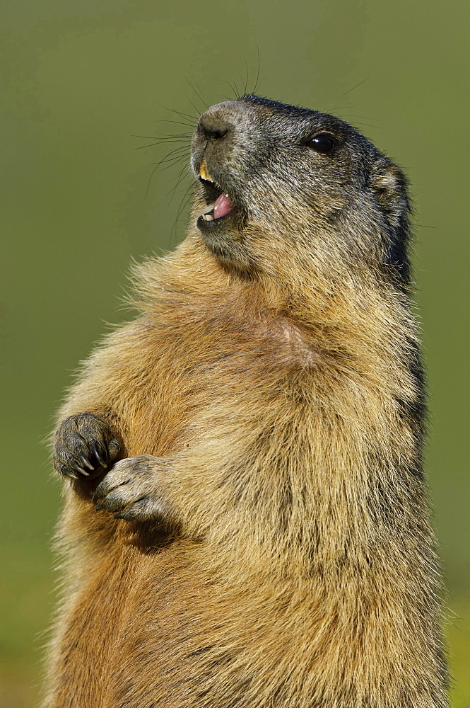 Alpine marmot Alpine marmot calling standing upright portrait Heiligenblut National Park Hohe Tauern osterreich