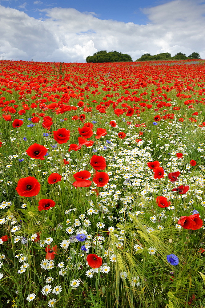 corn poppy or field poppy poppy blossoms on field with barley in summer