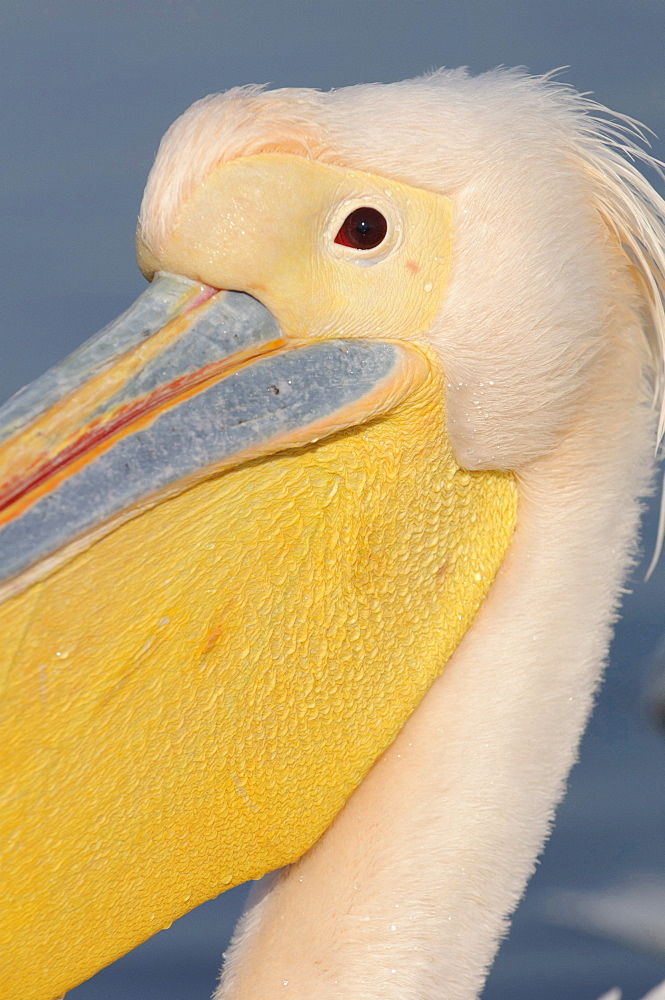 Eastern white pelican head eye and beak of Eastern white pelican portrait close up view