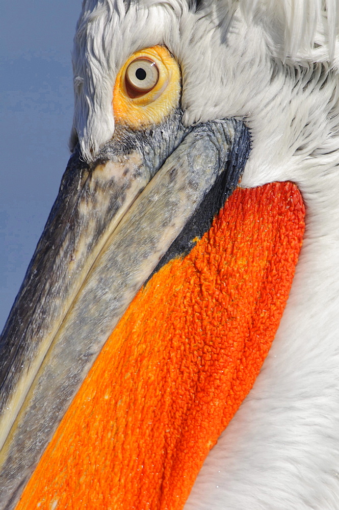 Dalmatian pelican head eye and beak of Dalmatian pelican portrait close up view