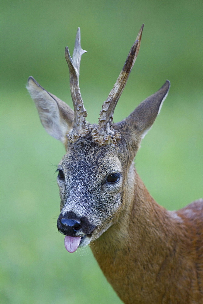 roe deer male roe deer standing showing tongue head portrait funny image