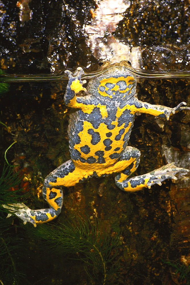 yellow-bellied toad or variegated toad toad