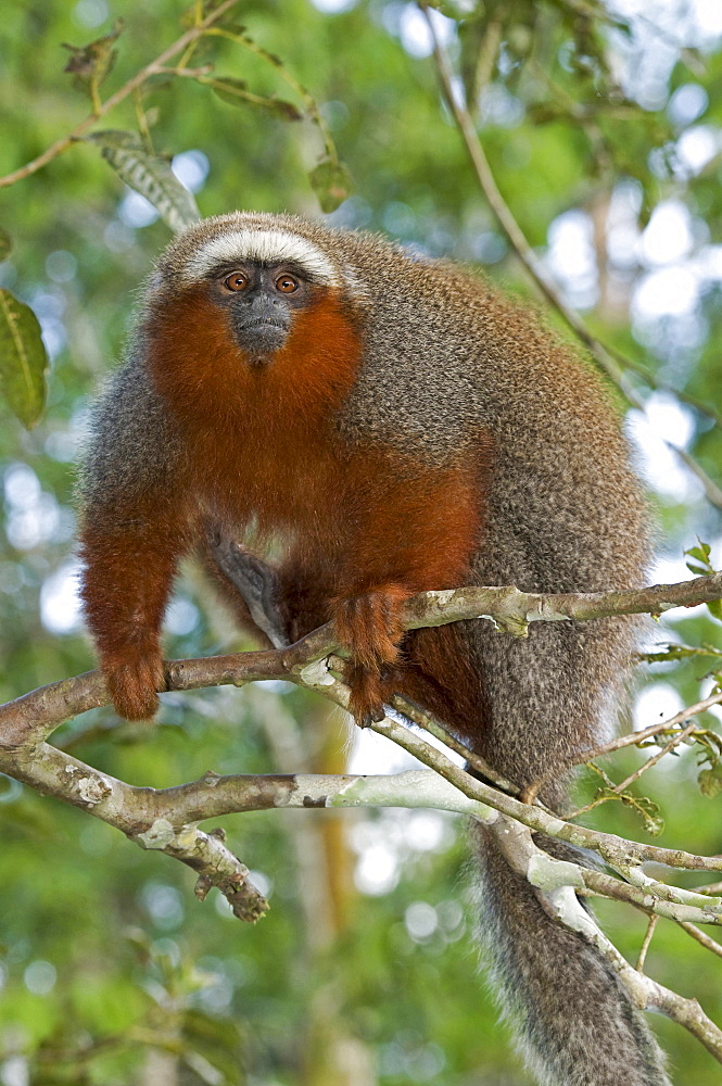 Coppery titi sitting in tree Peru South America