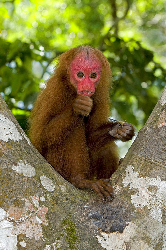 red bald uakari or bald-headed uakari sitting on tree South America Animals Botanical