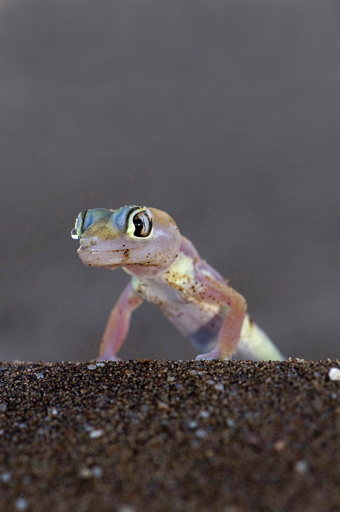 Palmatogecko Palmato Gecko Pachydactylus rangei Namibia Africa Animals