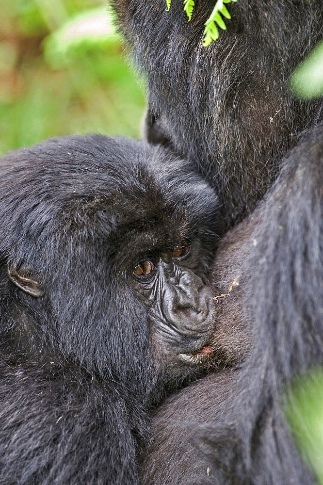 mountain gorilla Female Gorilla breastfeeding baby Virunga Mountains Rwanda Africa