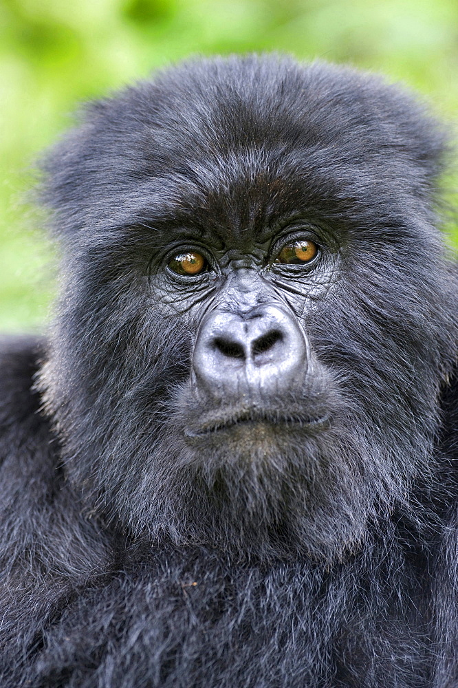 mountain gorilla adult Gorilla portrait Virunga Mountains Rwanda Africa