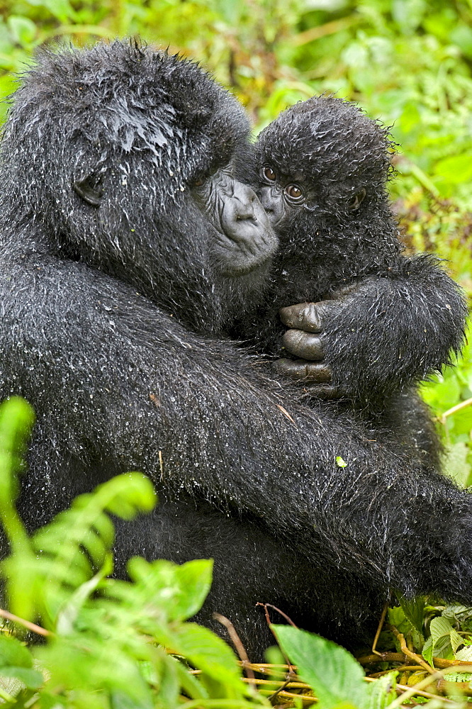 mountain gorilla Female Gorilla with baby Virunga Mountains Rwanda Africa