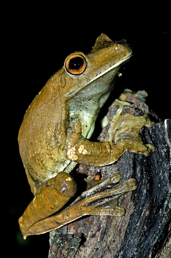 rusty treefrog or giant gladiator treefrog male sitting on branch night shot side view Peru South America Animals Night Shot