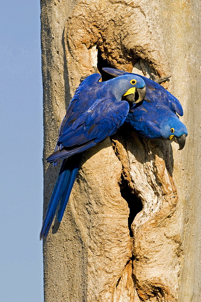 blue macaw or hyacinth macaw pair sitting on trunk Brazil South America Animals